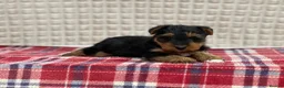 Welsh Terrier dogs for sale: BEAUTIFUL WELSH TERRIER PUPPIES  - Advert 14