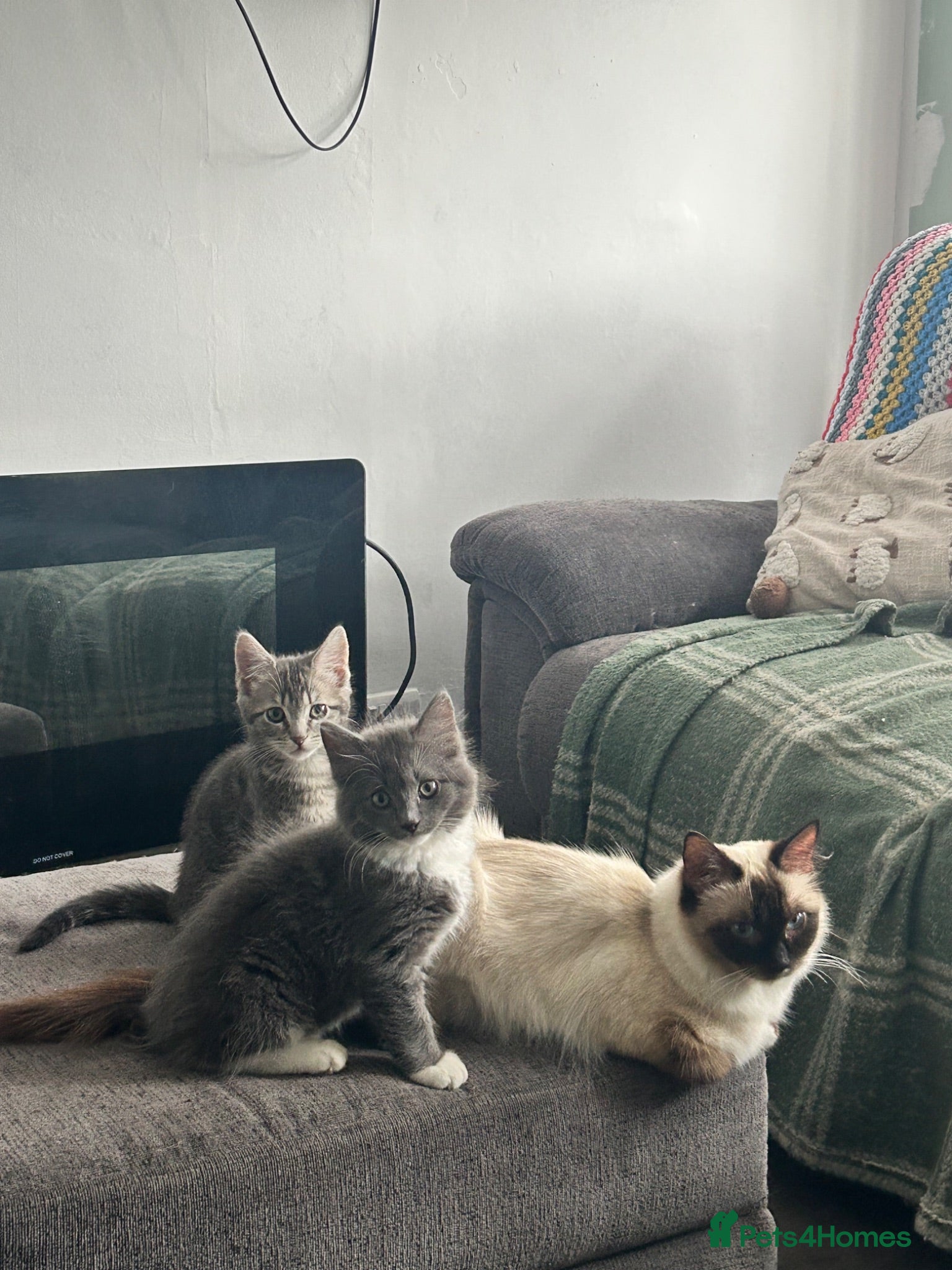 Ragdoll cats READY NOW!!! Ragdoll cross boys both stunning  - Advert 4