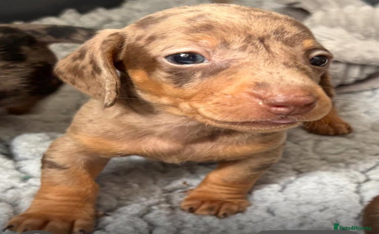 Miniature Dachshund dogs for sale - Advert 1