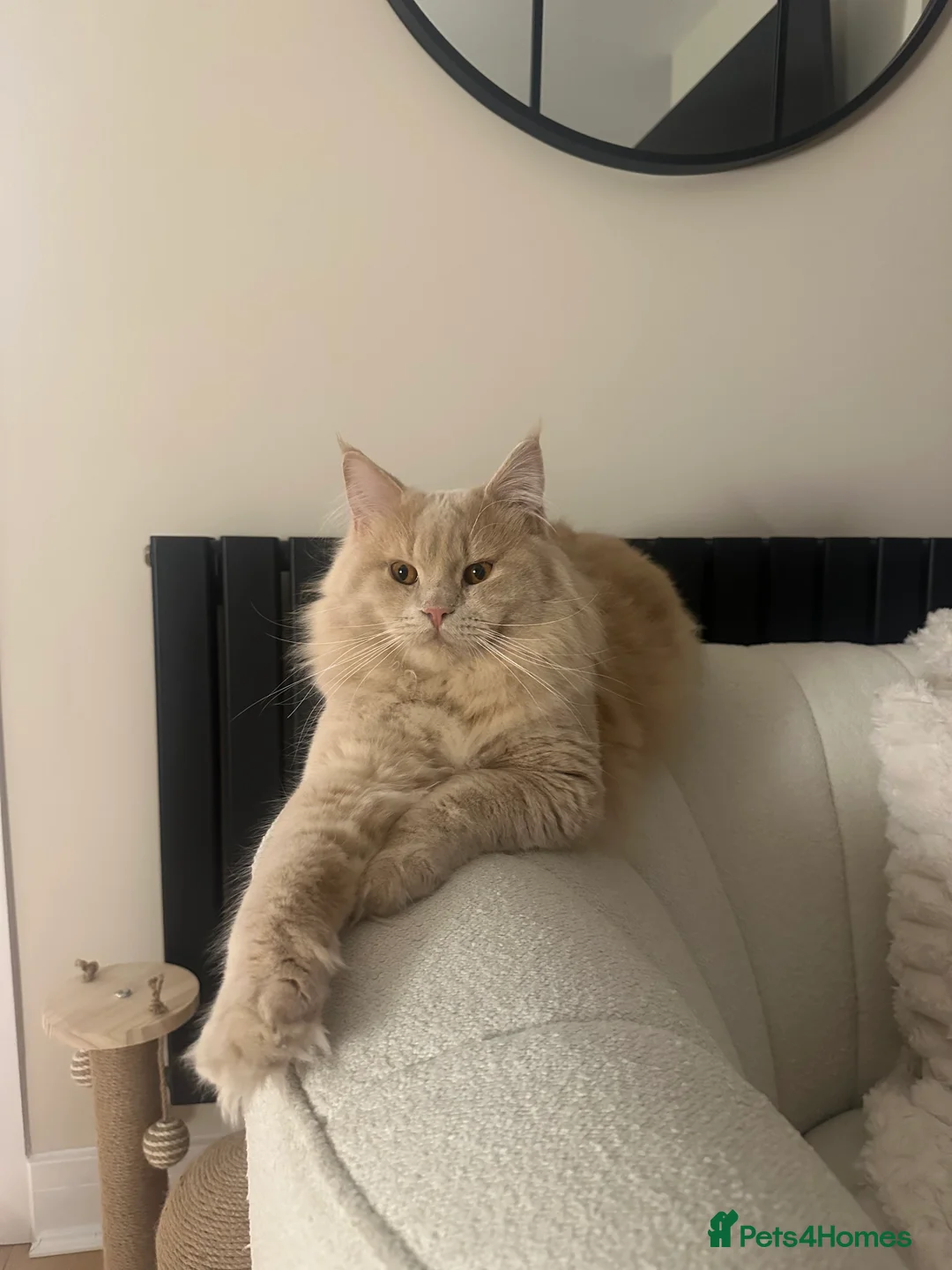 Mixed Breed cats for sale: British Short Hair x Maine Coone in Stoke-on-Trent - Advert 9