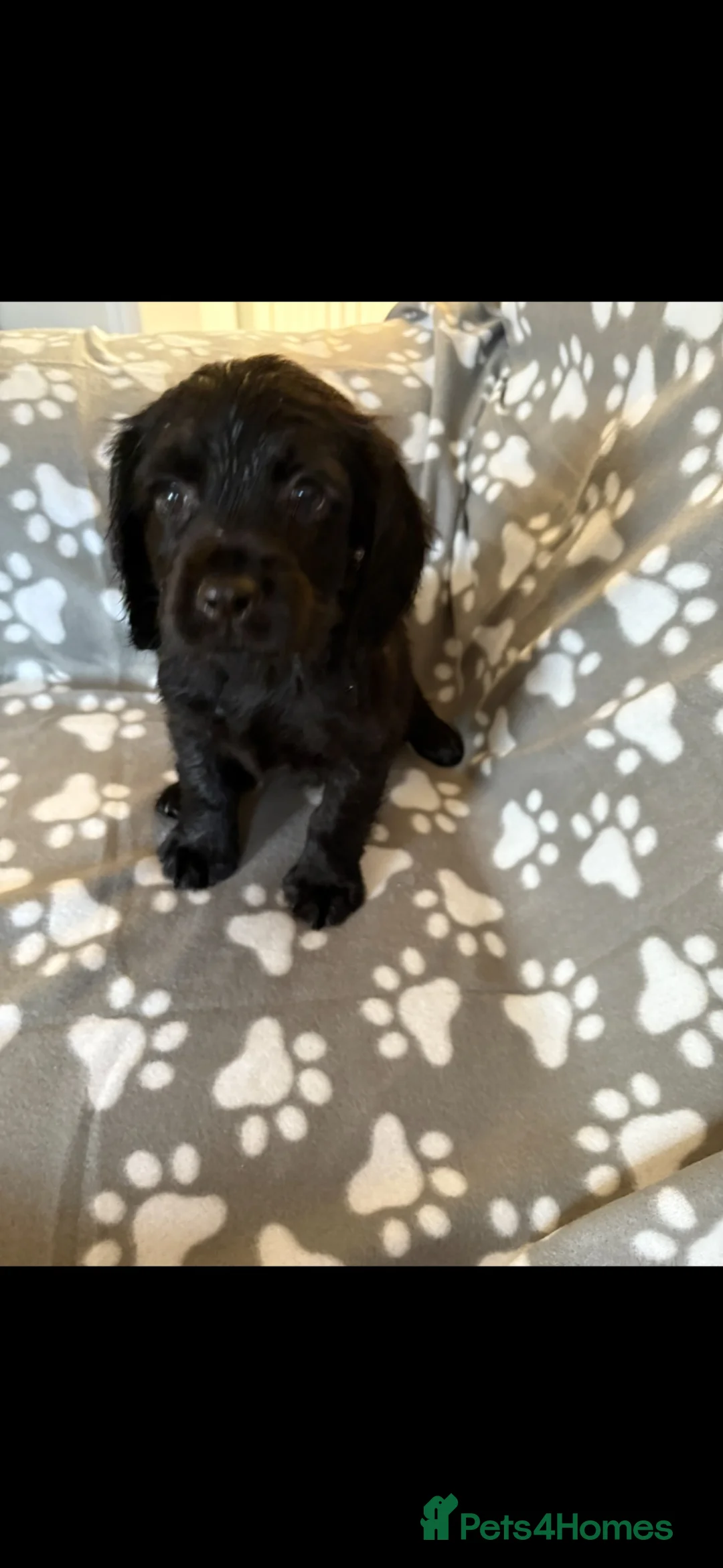 Cocker Spaniel dogs for sale: Cocker spaniel puppies in Bishop Auckland - Advert 15