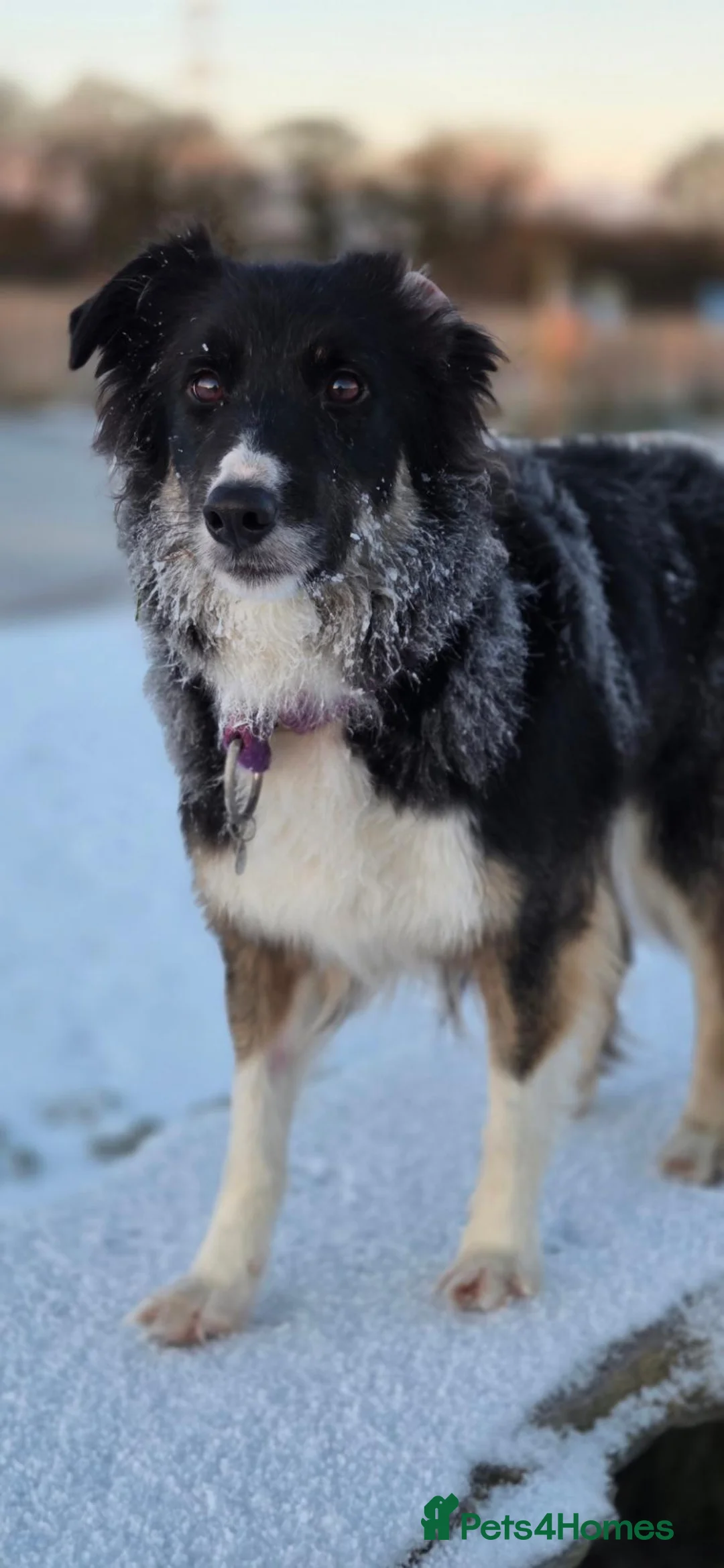 Border Collie dogs for sale: Border collie for rehoming in Wirral - Advert 4