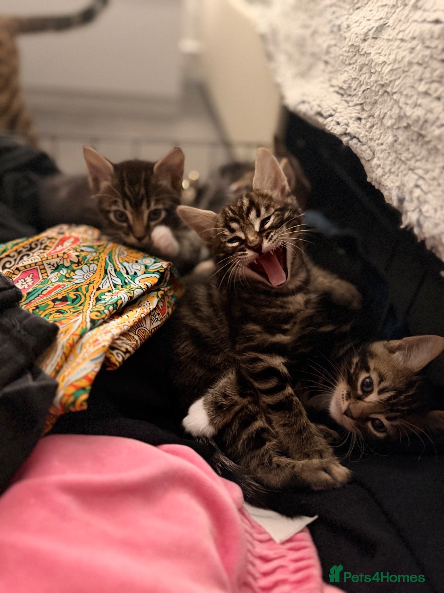 Mixed Breed cats Beauty Bengal Cross Kittens Looking for Their home - Advert 3