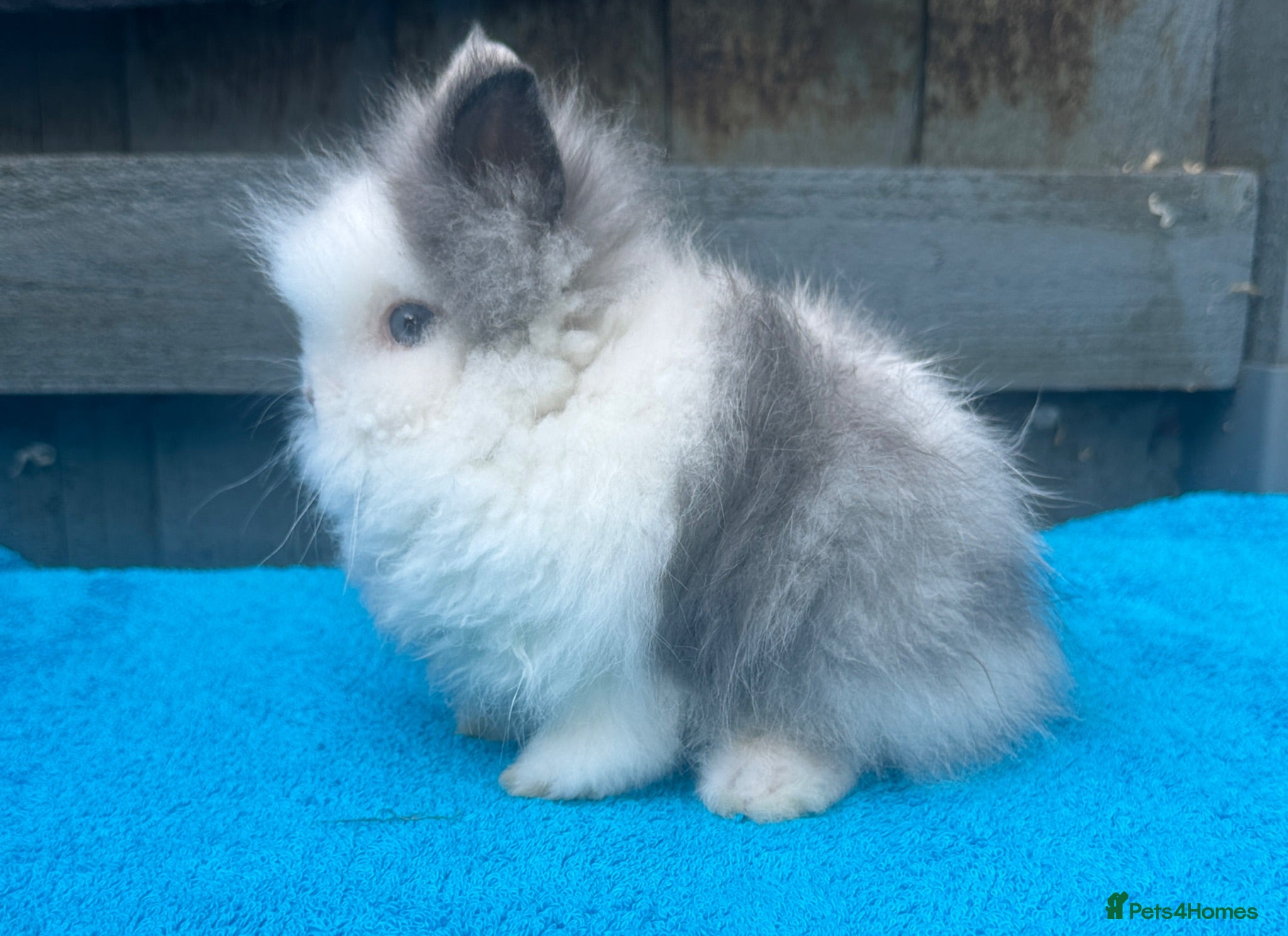 Lionhead rabbits 2 adorable double mane lionhead baby bunnies  - Advert 2