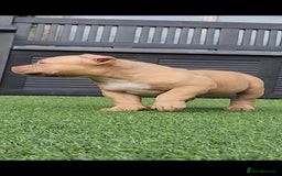 American Bully dogs for sale: American Bully female/ male with extreme future  - Image 6