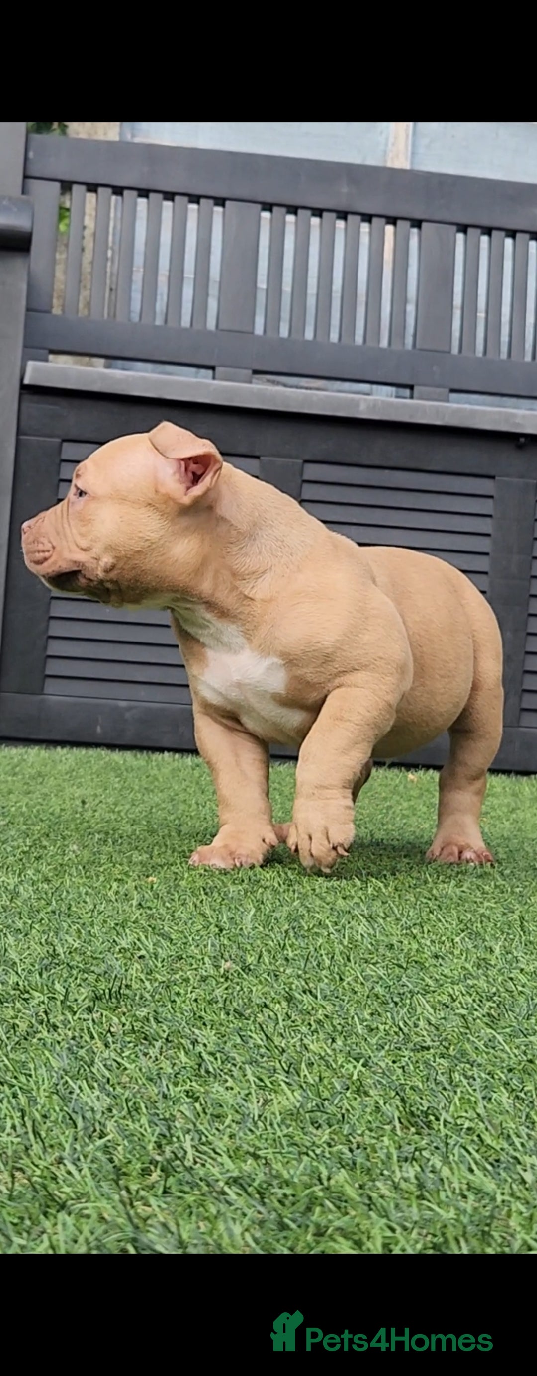 American Bully dogs for sale: American Bully female/ male with extreme future  - Image 6