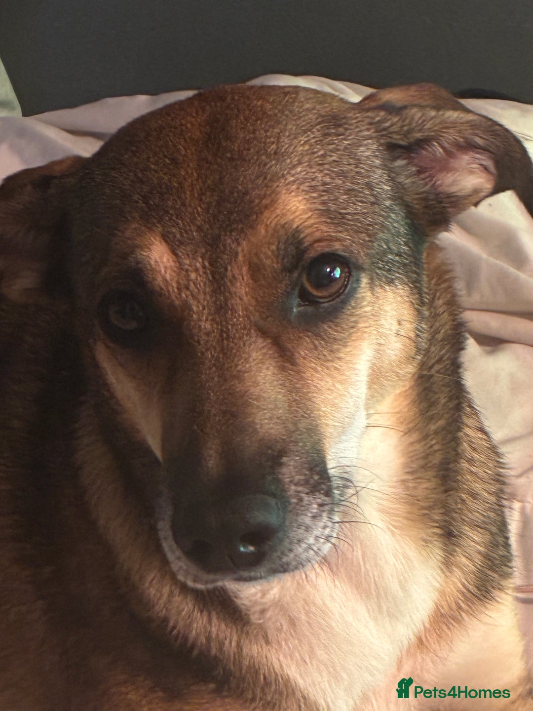 Mixed Breed dogs for sale: Nelly (staffy x Border collie) - Image 6