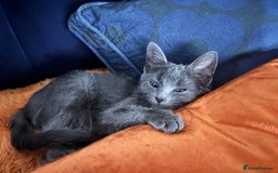 Ragdoll cats for sale: Beautiful Russian Blue Kitten  - Image 3