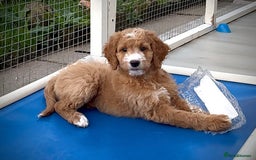 Australian Labradoodle dogs for sale: Australian Golden doodle female , ready to go - Image 7