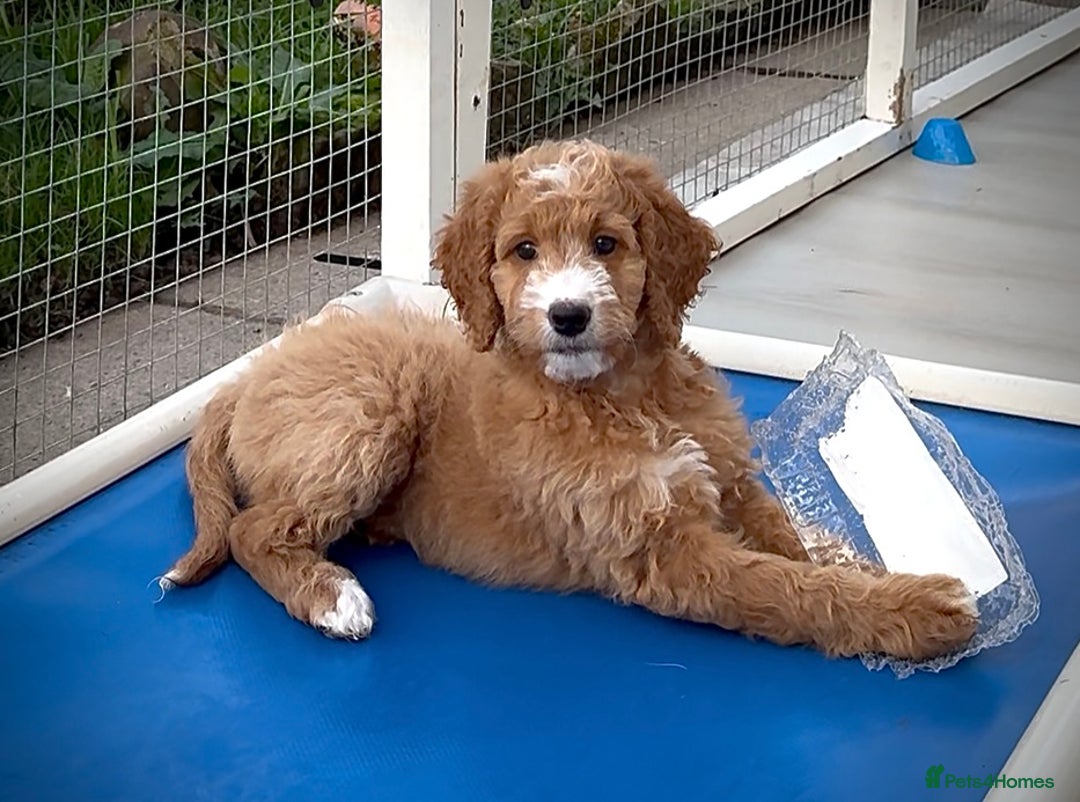 Australian Labradoodle dogs for sale: Australian Golden doodle female , ready to go - Image 7