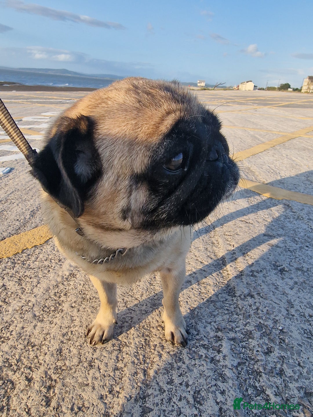 Pug dogs for sale: Lollita - Image 6