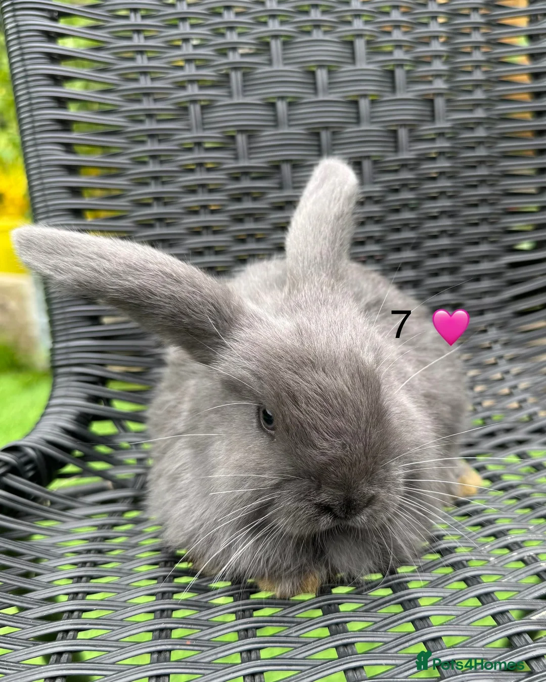 French Lop rabbits for sale: Pure French lops - Advert 7