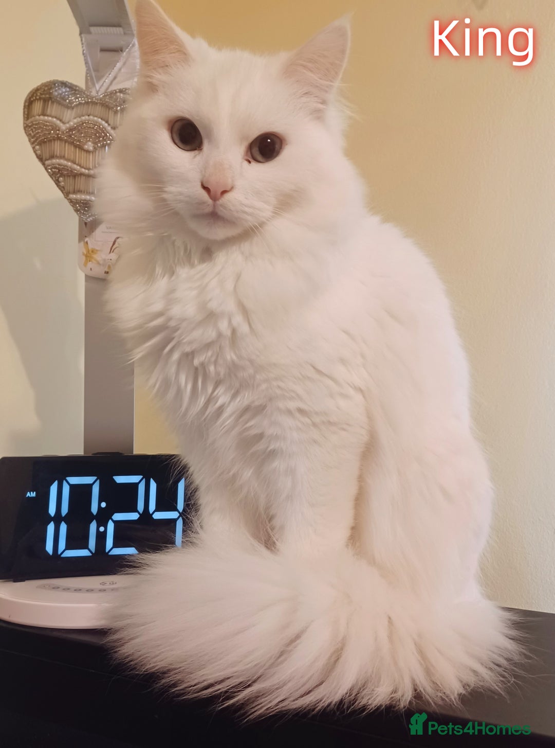 Mixed Breed cats for sale: 4 Gorgeous Pure White Kittens - Image 11