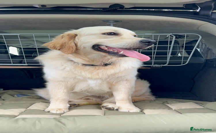 Golden Retriever dogs in Slough - Advert 12