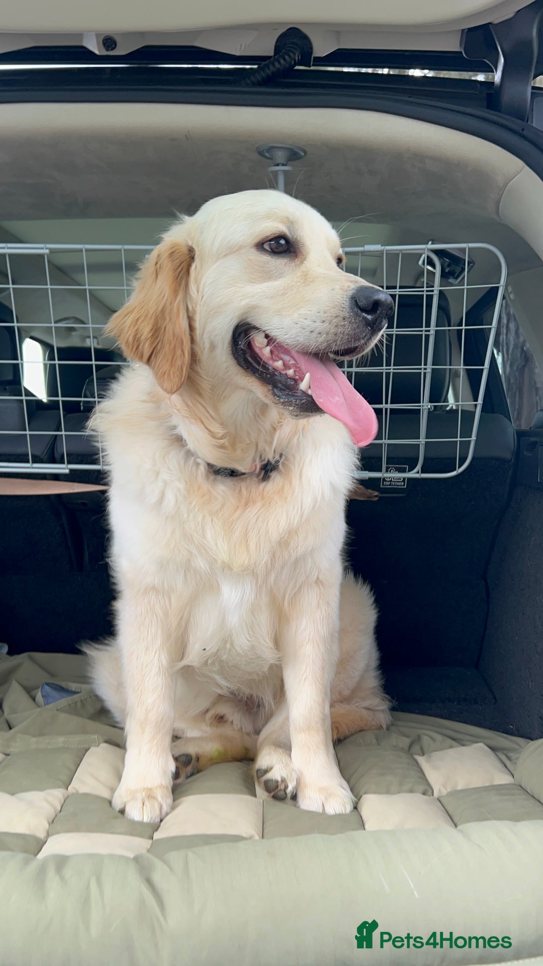 Golden Retriever dogs for sale: Handsome 10 month old Golden Retriever. in Slough - Image 1