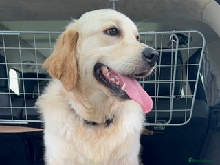 Golden Retriever dogs in Slough - Advert 15