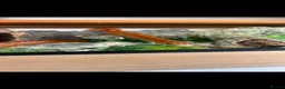 Corn Snake reptiles for sale: Female Corn snake in Bishop's Stortford - Advert 4