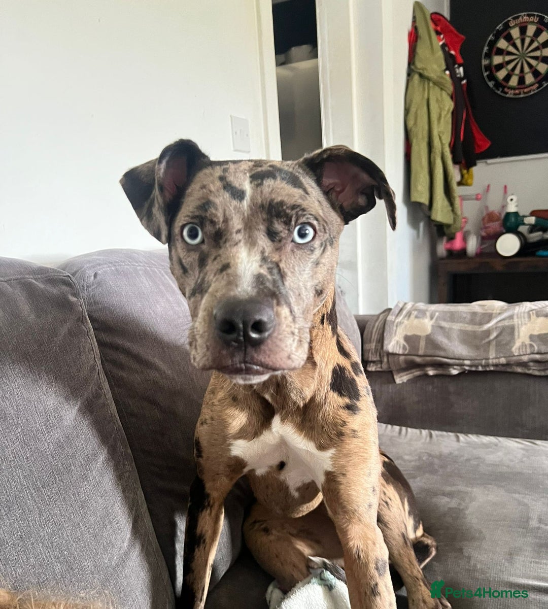 Mixed Breed dogs for sale: Mixed merle - Advert 4