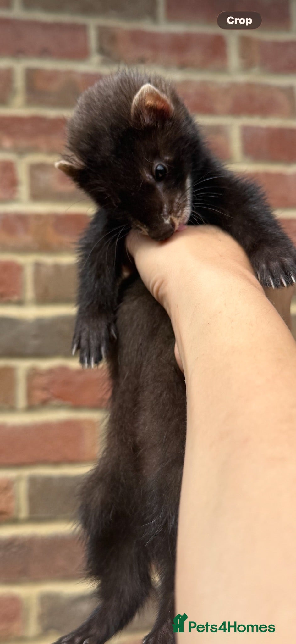 Ferret rodents Looking for black Eu kits pm me if you have any - Advert 5