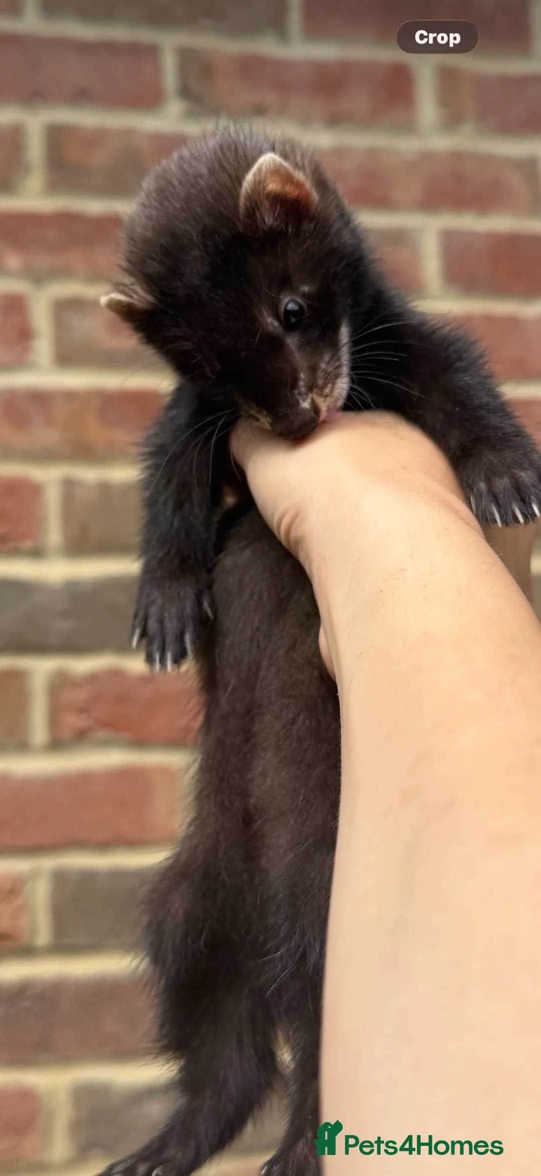 Ferret rodents for sale: Looking for black Eu kits pm me if you have any in Tadley - Advert 1