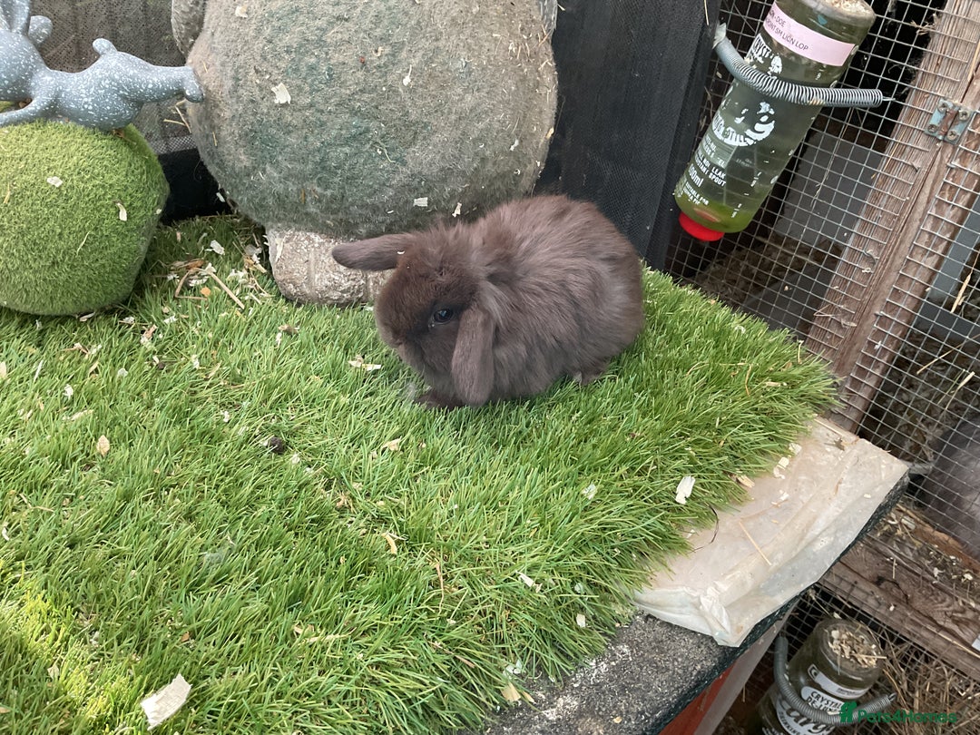 Mini Lop rabbits for sale: Baby mini lops and mini lion lop baby rabbits - Advert 20