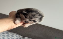 Pomeranian dogs for sale: Four adorable fluffy Pomeranian puppie - Image 9