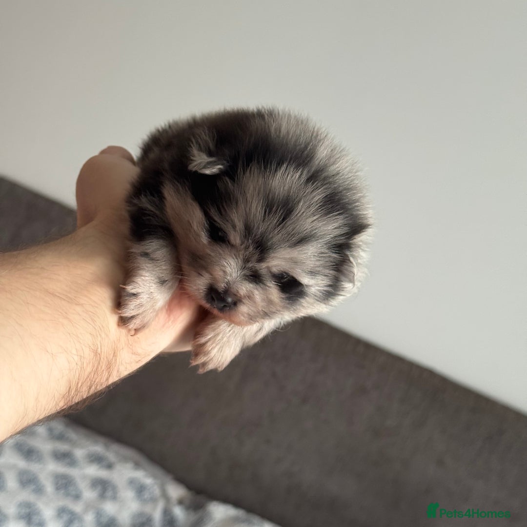 Pomeranian dogs for sale: Four adorable fluffy Pomeranian puppie - Image 9