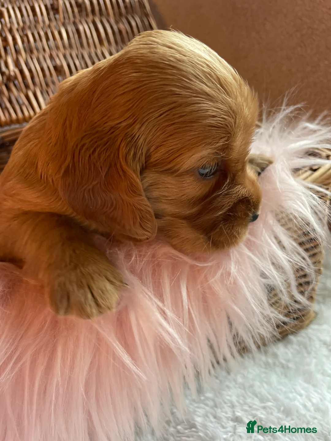 Mixed Breed dogs for sale: V.RARE ! Miniature GOLDEN RETRIEVERS(Dakota sport) - Advert 8