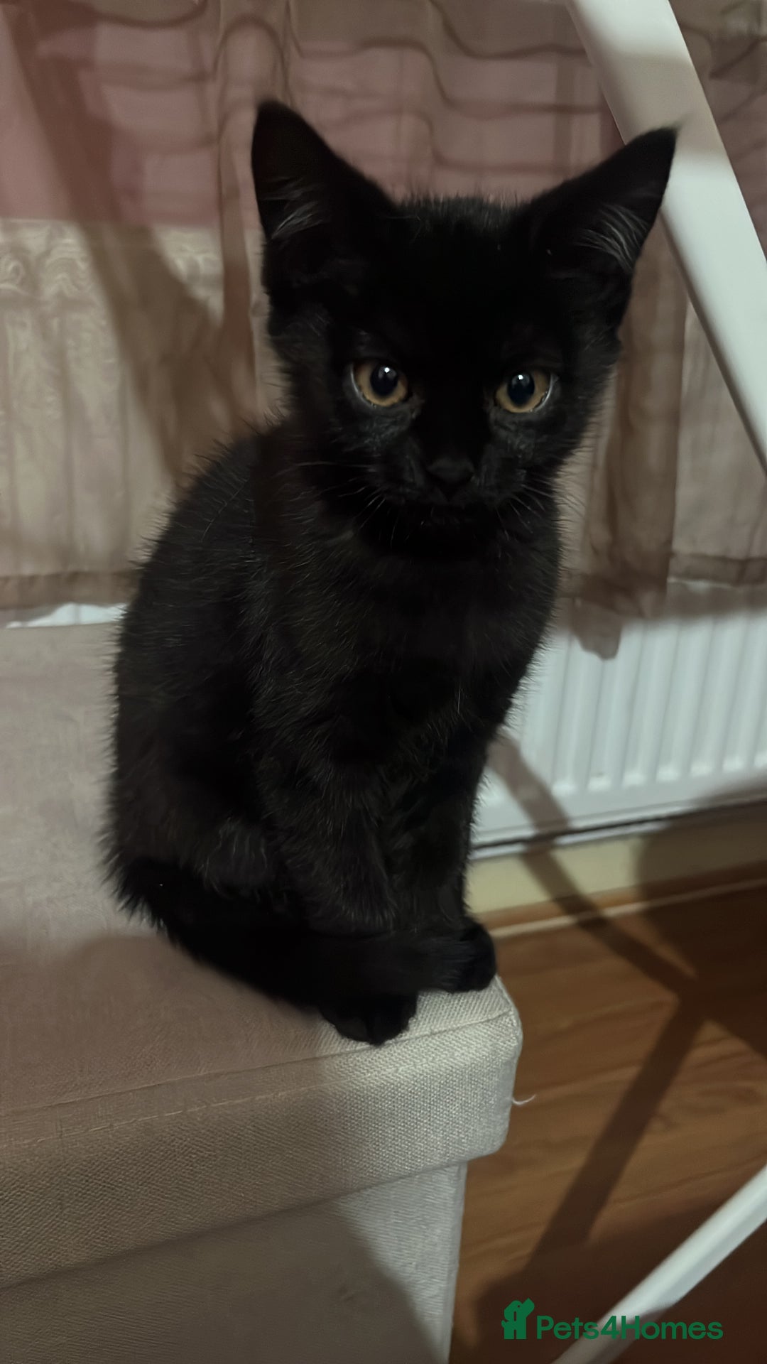 British Shorthair cats for sale: 2 little boys looking for home  - Advert 7