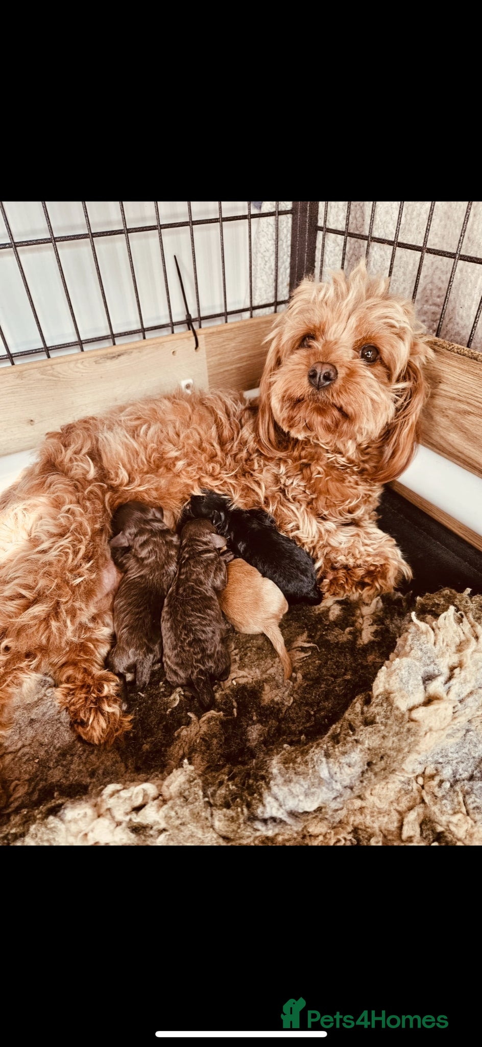 Cavapoo dogs Stunning Cavapoos Rare Chocolate  - Advert 2