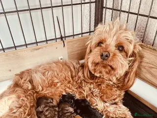 Cavapoo dogs Stunning Cavapoos Rare Chocolate - Advert 2