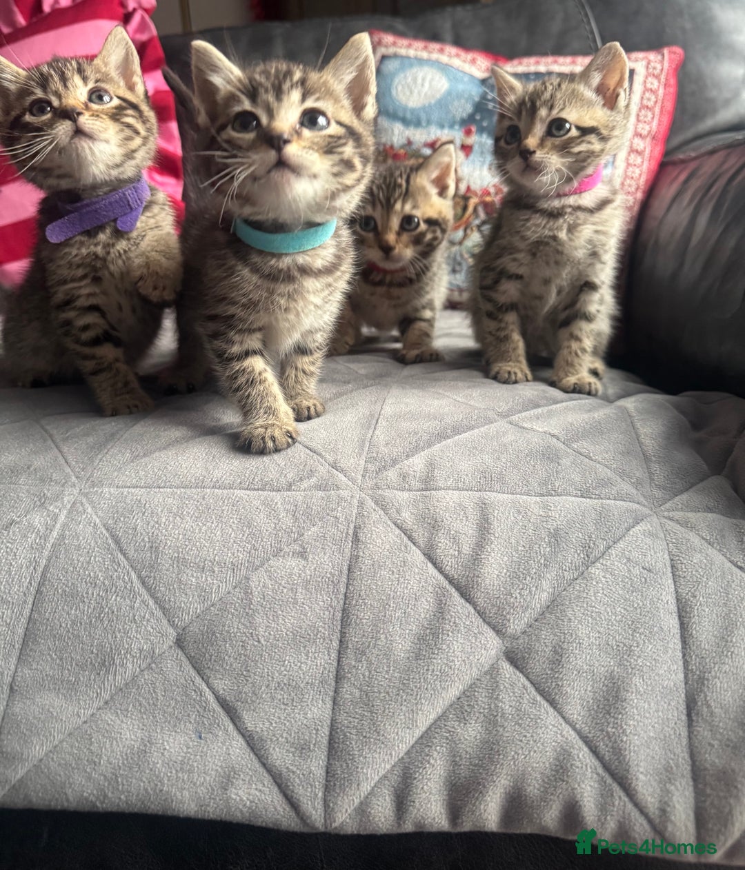 Mixed Breed cats for sale: Kittens needing loving homes  - Advert 2