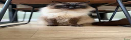 Ragdoll cats for sale: Lovely Affectionate Ragdoll Boy - Advert 2