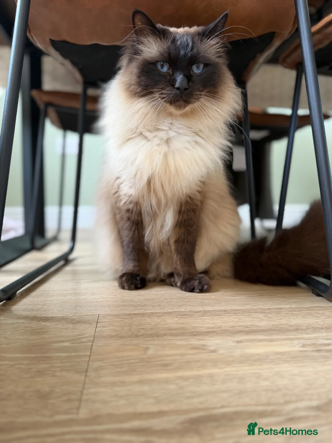 Ragdoll cats for sale: Lovely Affectionate Ragdoll Boy - Advert 2