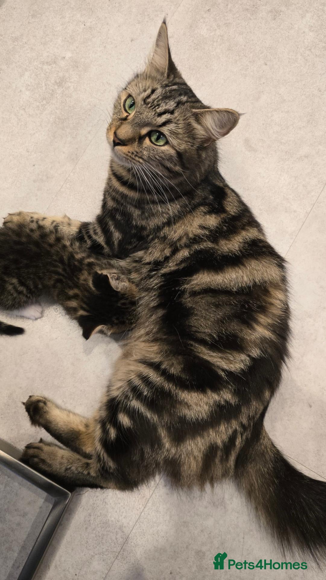 Mixed Breed cats Playful, cute little baby boy - Advert 2