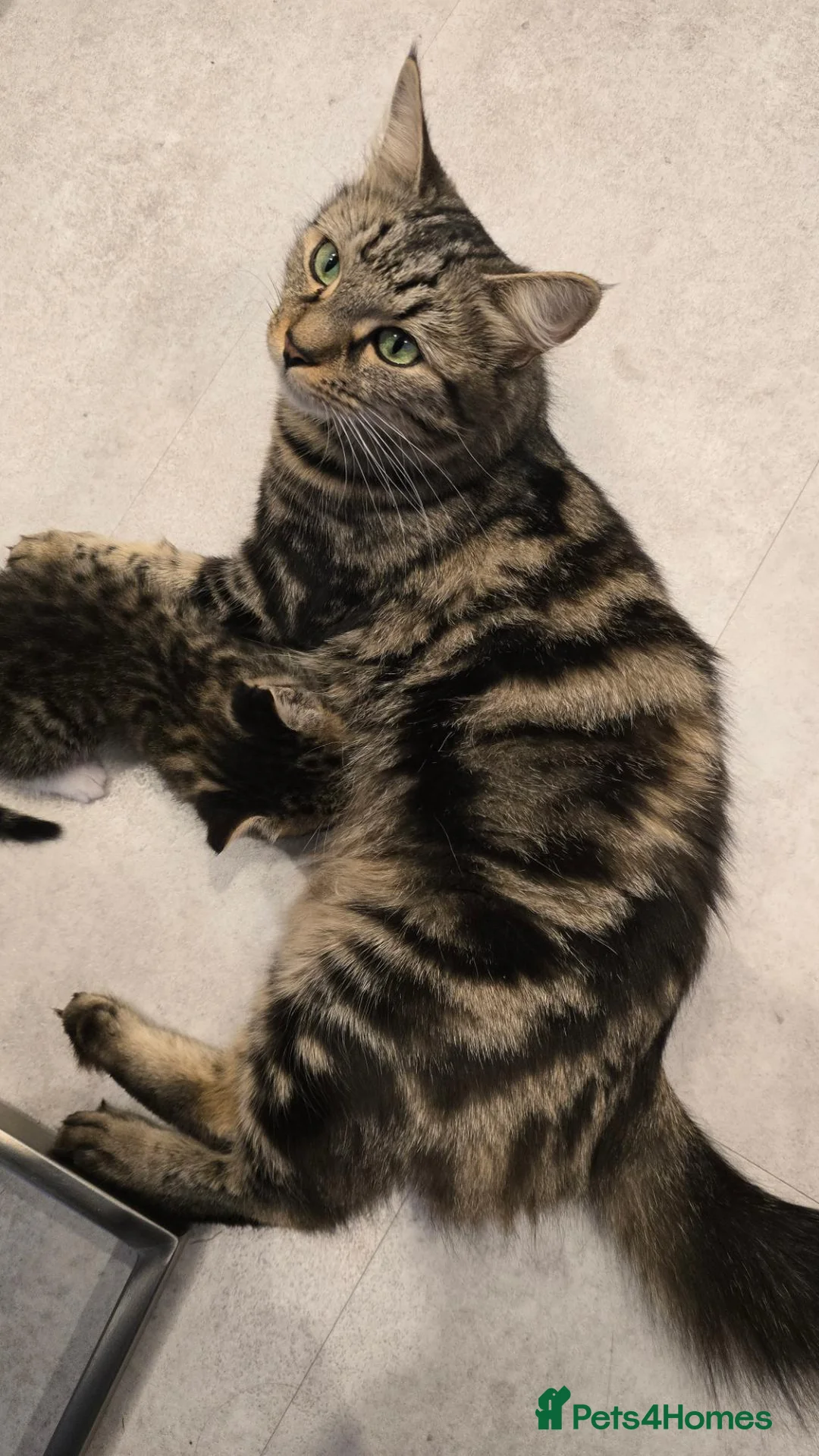 Mixed Breed cats for sale: Playful, cute little baby boy - Advert 1