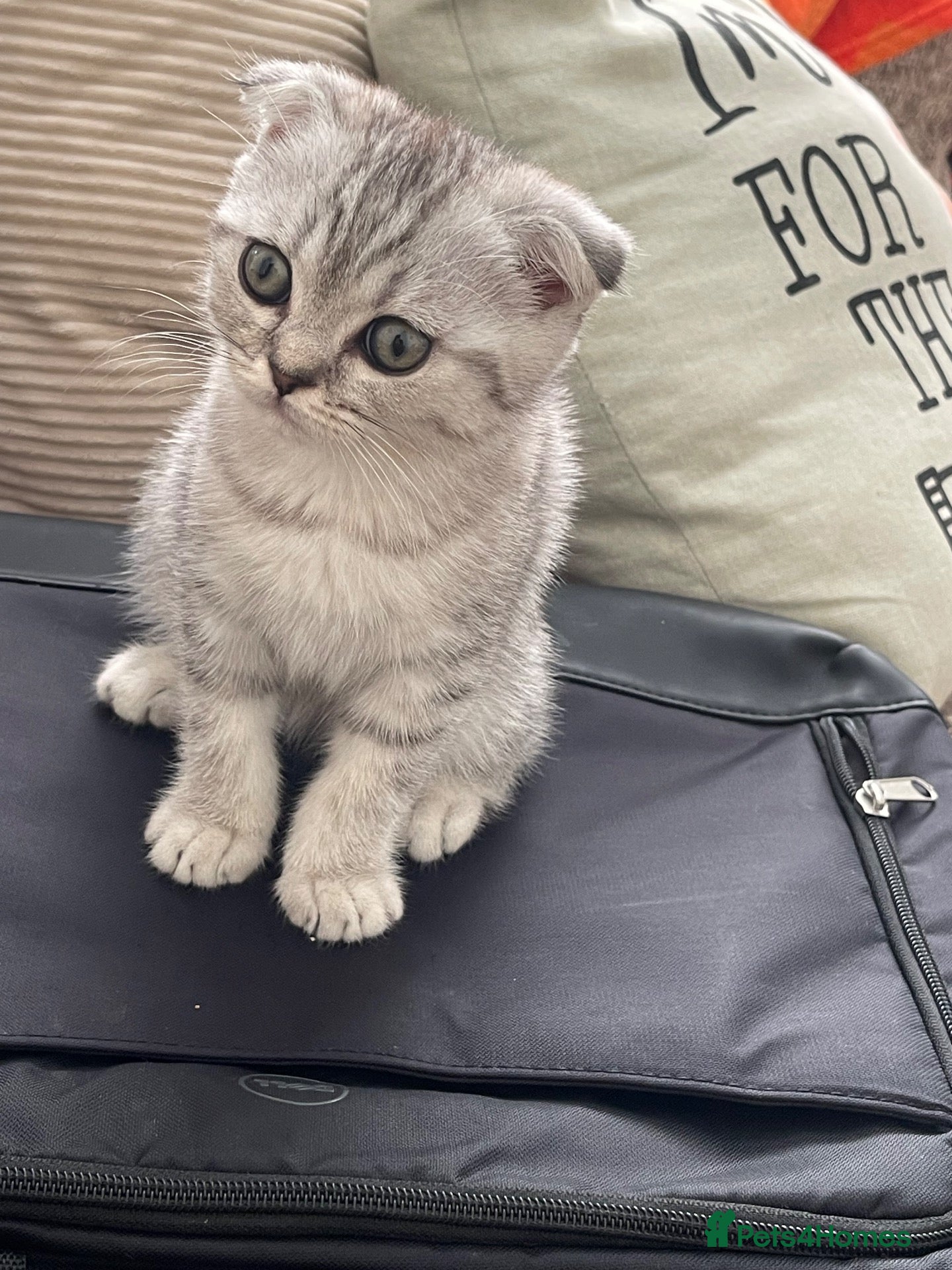 Scottish Fold cats 2 kittens ready now! ❤️ price reduced❤️ - Advert 18