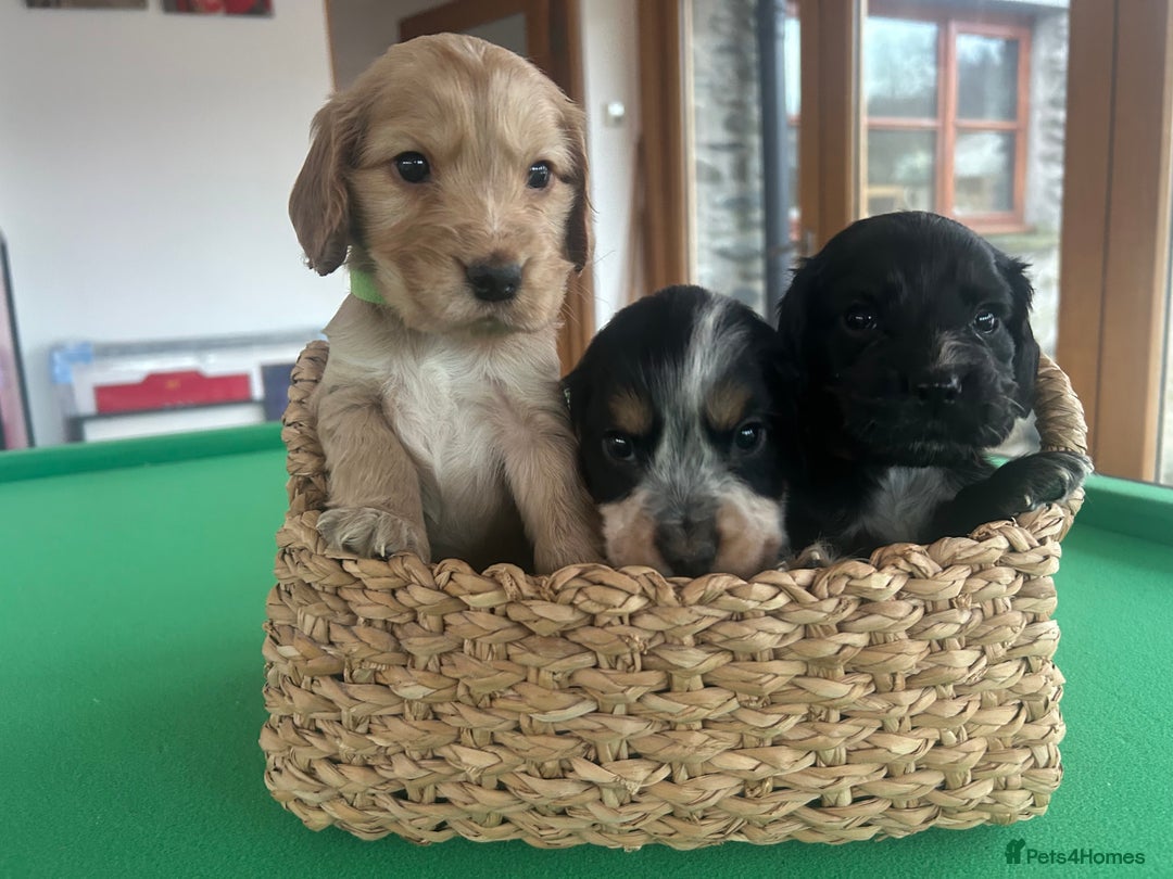 Cocker Spaniel dogs for sale: Show Cocker Spaniel - Advert 2