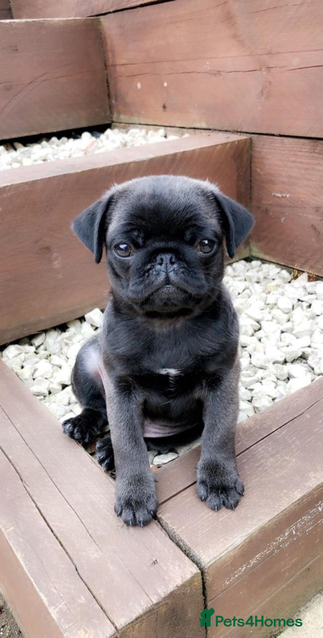 Pug dogs for stud: KC reg silver pug for stud  in Wolverhampton - Image 11