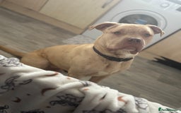 Mixed Breed dogs for sale: Merl bull massive  - Image 4