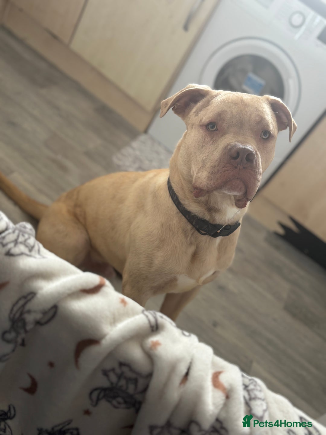 Mixed Breed dogs for sale: Merl bull massive  - Image 4