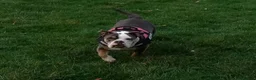Olde English Bulldogge dogs for sale: Beautiful Lady  - Advert 7