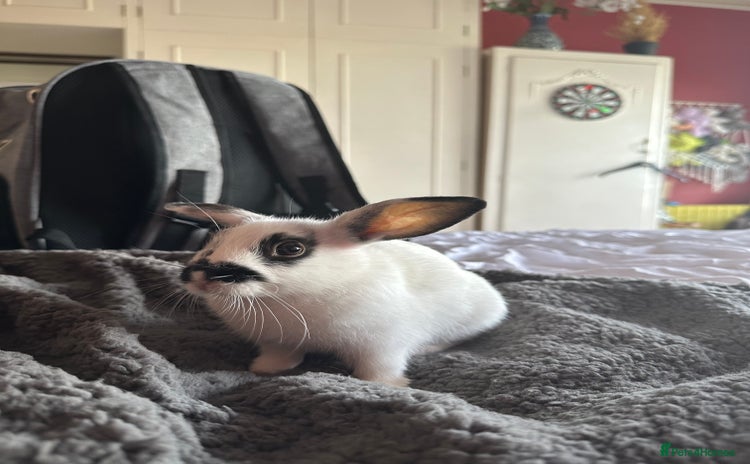 Netherland Dwarf rabbits - Advert 13
