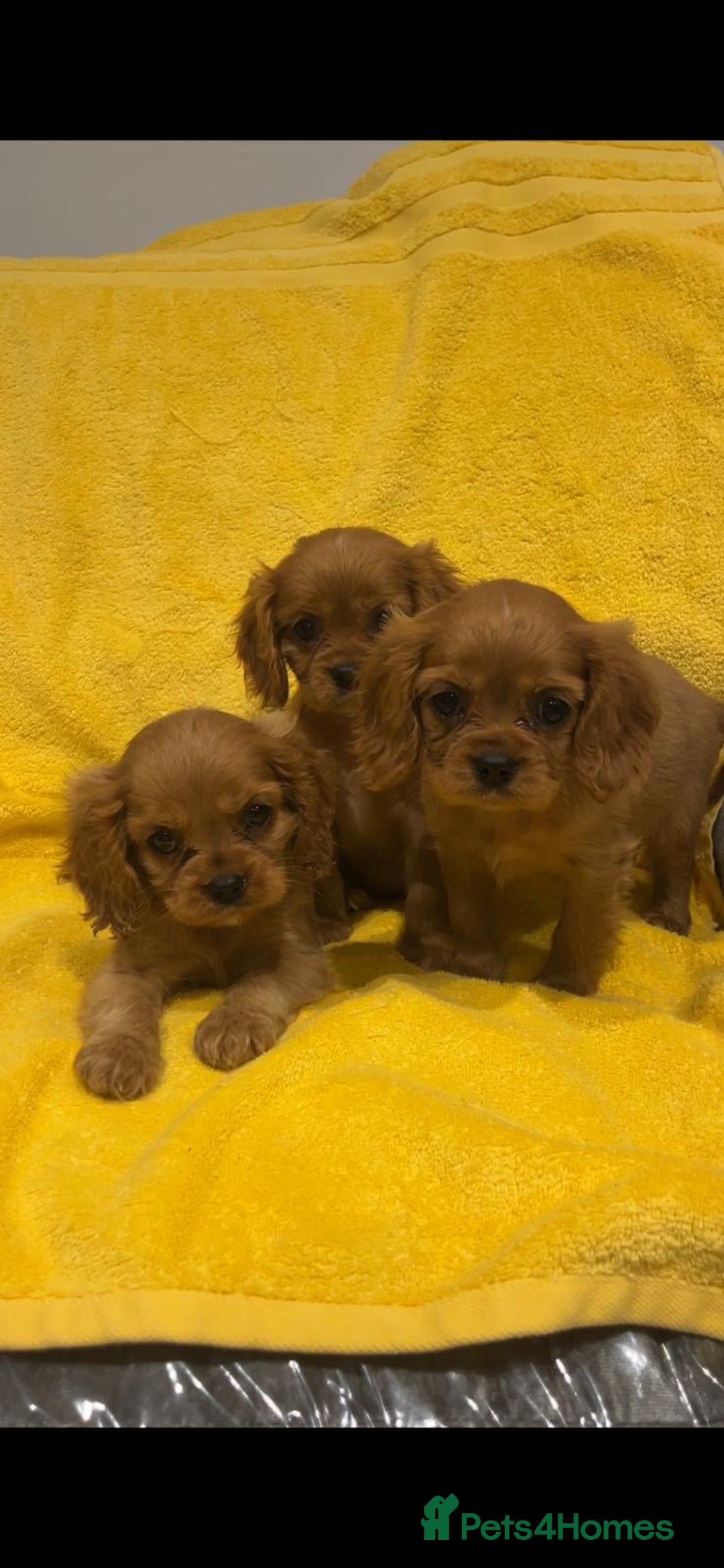 Cavalier King Charles Spaniel dogs for sale: Cavalier King Charles spaniel puppies 3 bitches  - Image 2
