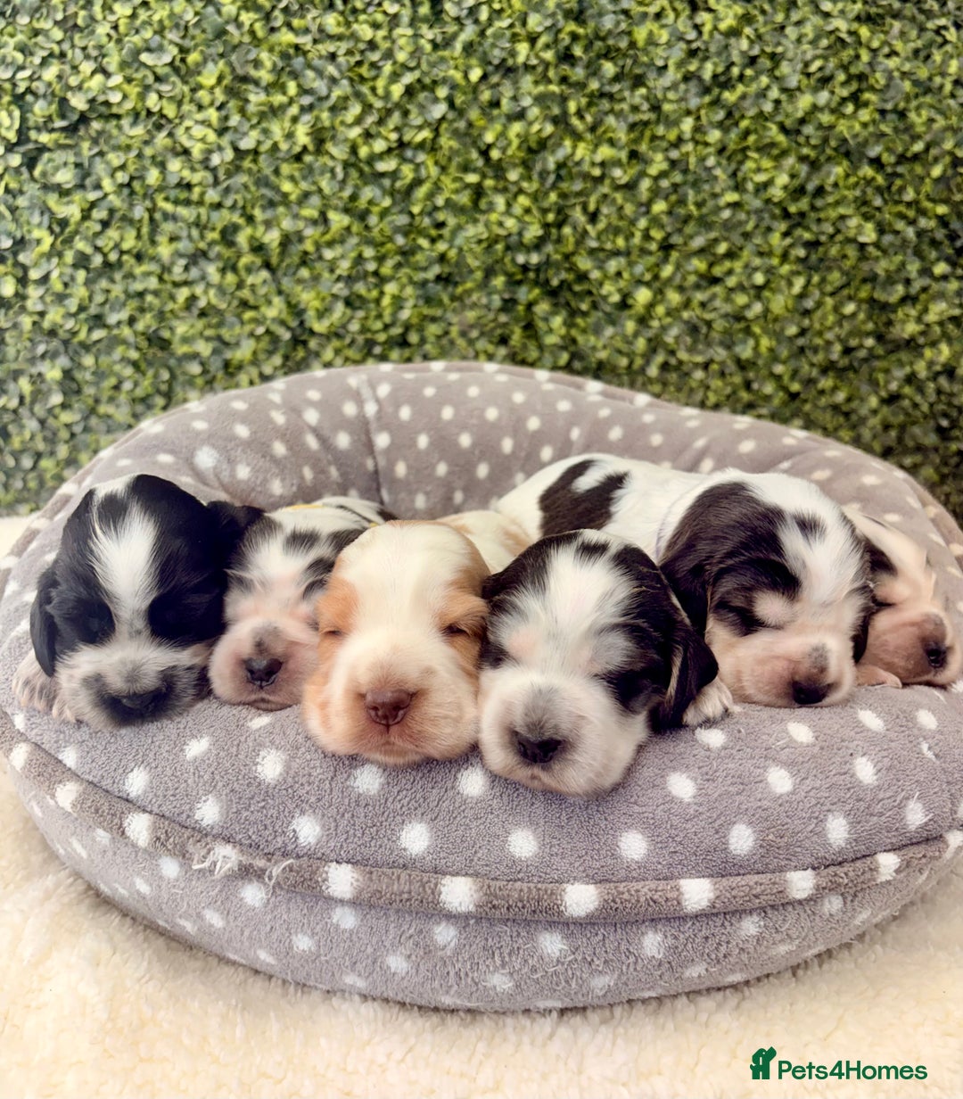 Cocker Spaniel dogs for sale: 🖤🤍 KC REG Show Cocker Spaniel Puppies For Sale - Advert 9