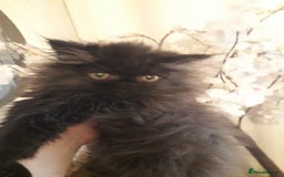 Persian cats for sale: READY NOW!! Exquisite Persian Kittens - Image 12