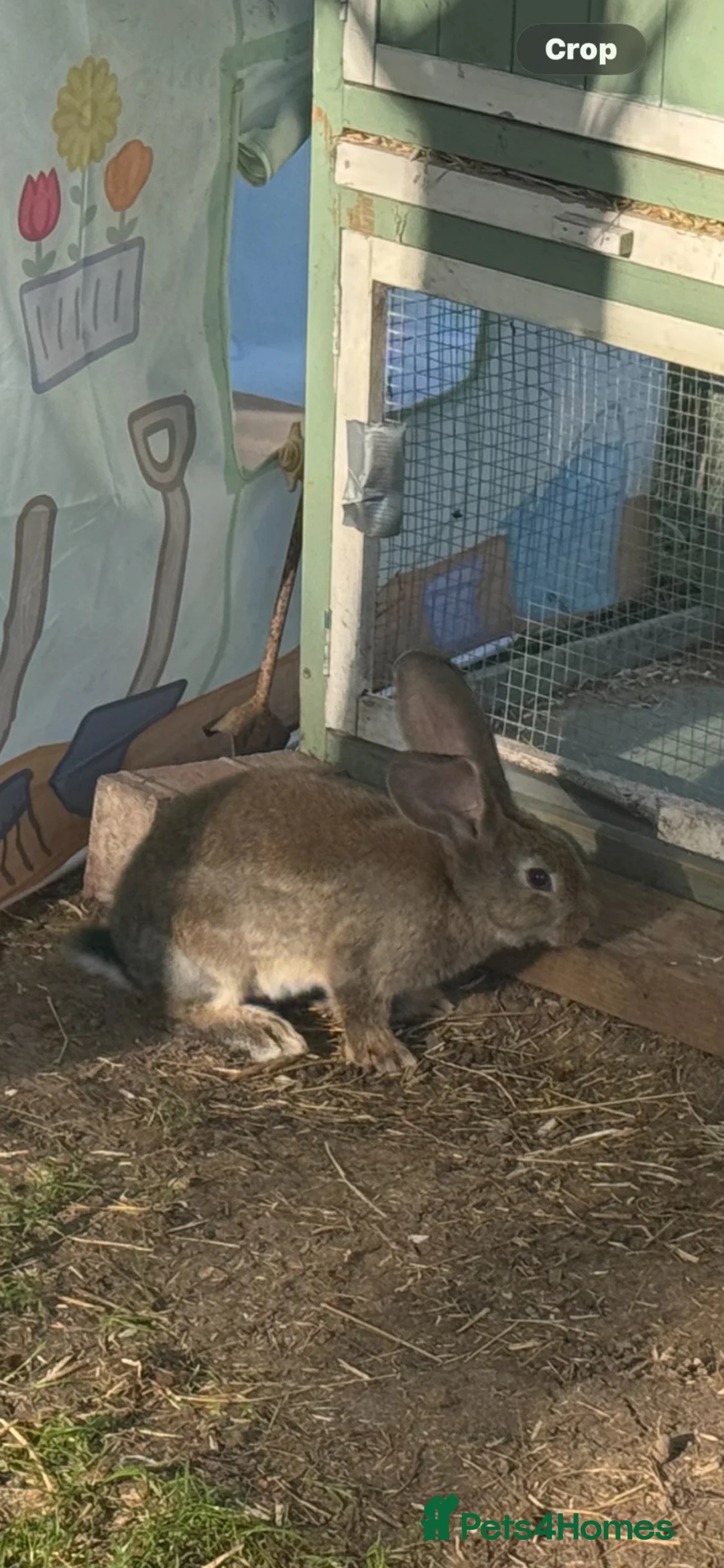 British Giant rabbits for sale: Continental Giant Rabbits - Advert 7