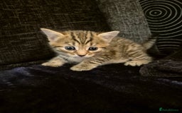 Mixed Breed cats for sale: Female kitten  - Image 5