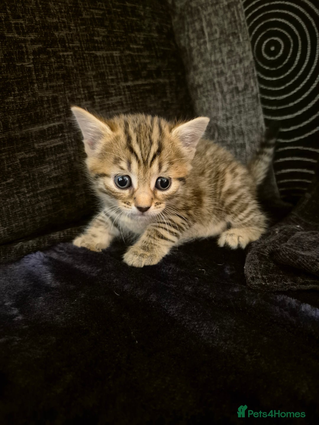 Mixed Breed cats for sale: Female kitten  - Image 5