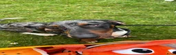Dachshund dogs for sale: Bruno  in Banbury - Advert 4
